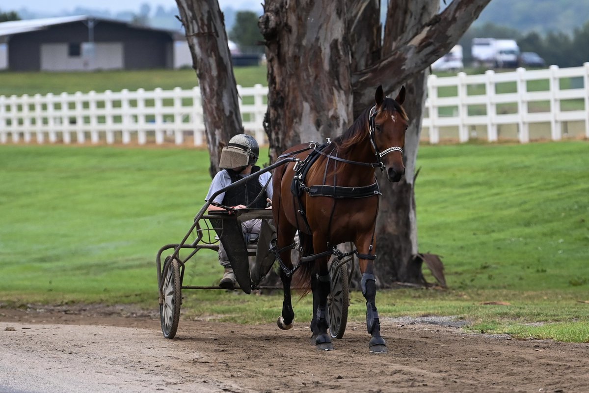 ClubMenangle's tweet photo. A morning with 2024 @GarrardsHnH Miracle Mile champion, Leap To Fame.โจ๐
#ClubMenangle #TABCarnivalofMiracles #feelthemagic https://t.co/5v6jx83uBa