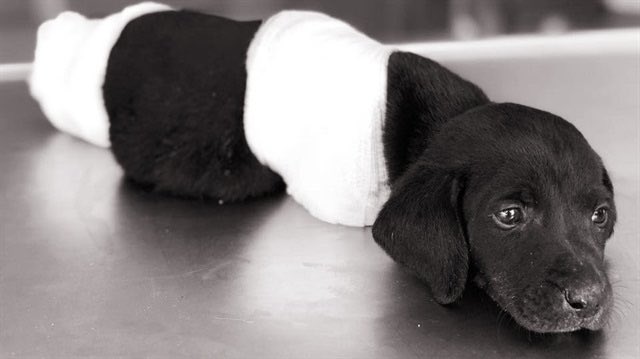 ozlemeyin's tweet photo. Bu köpeği hepiniz hatırlarsınız.

Bacakları kesilmişti yıl 2018. Parti başkanlarından cumhurbaşkanına herkes hayvana şiddeti lanetlemişti.

Şimdi bir sürü ilde katliam yapılıyor. 
Neden buna izin veriyorsunuz?

Ne değişti?

#SokakHayvanlarıSahipsizDeğil https://t.co/mKOJaajHiJ