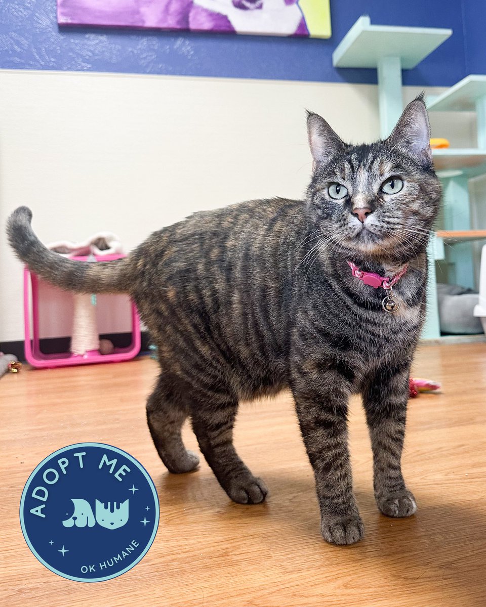 Oklahoma Humane Society tweet media