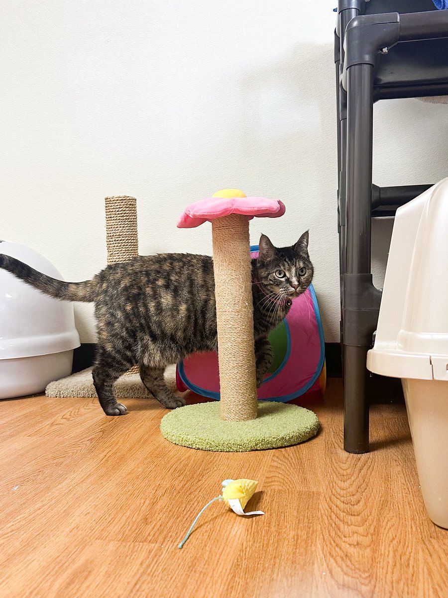 Oklahoma Humane Society tweet media