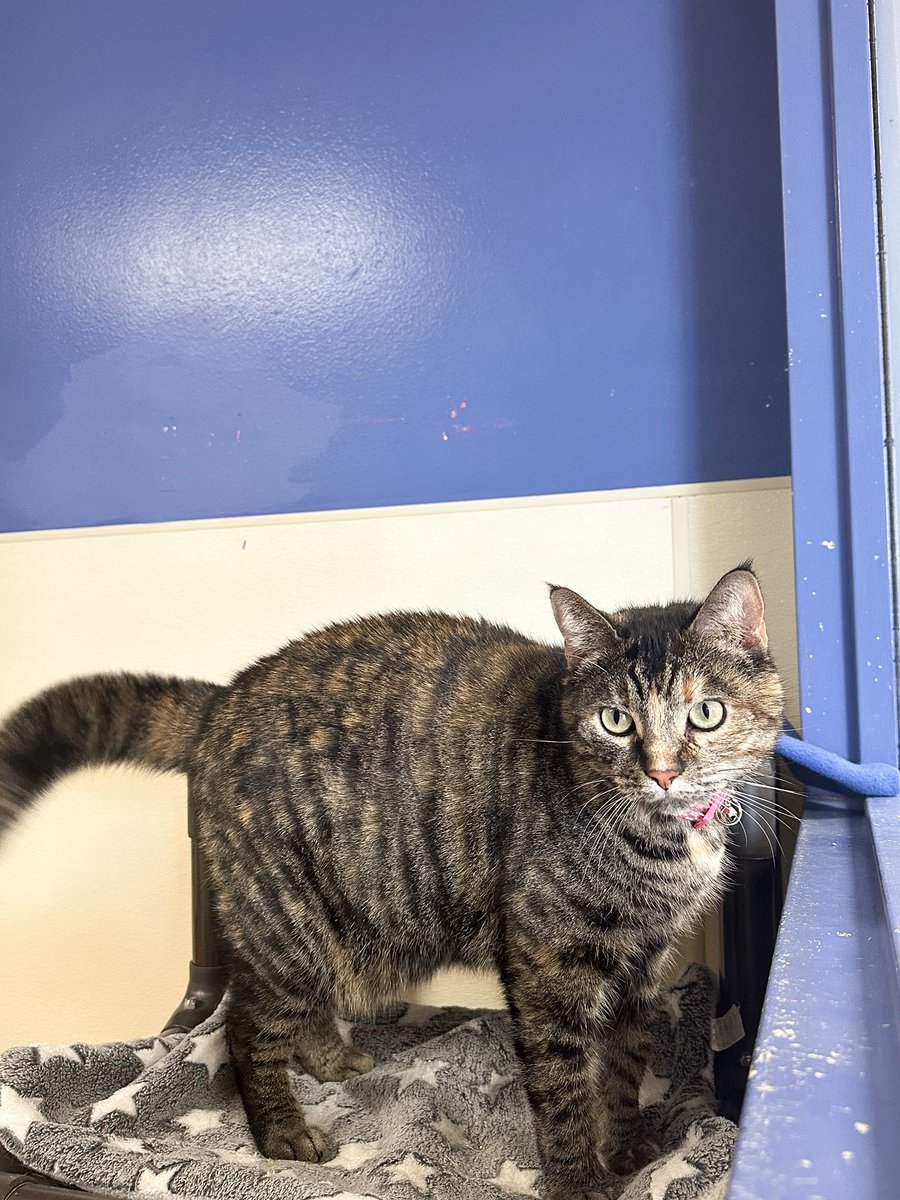 Oklahoma Humane Society tweet media