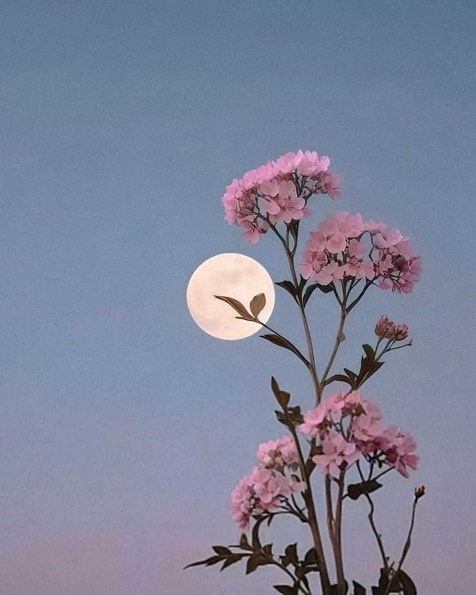 serenity tweet media