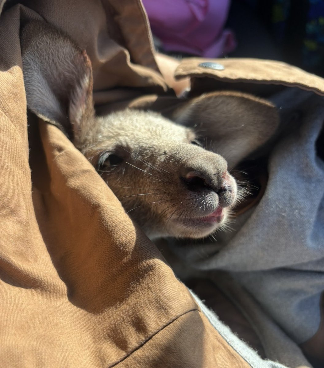 Kiaarn Dickens tweet media