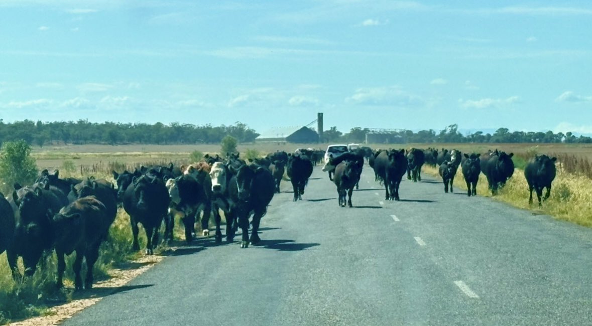 Kiaarn Dickens tweet media