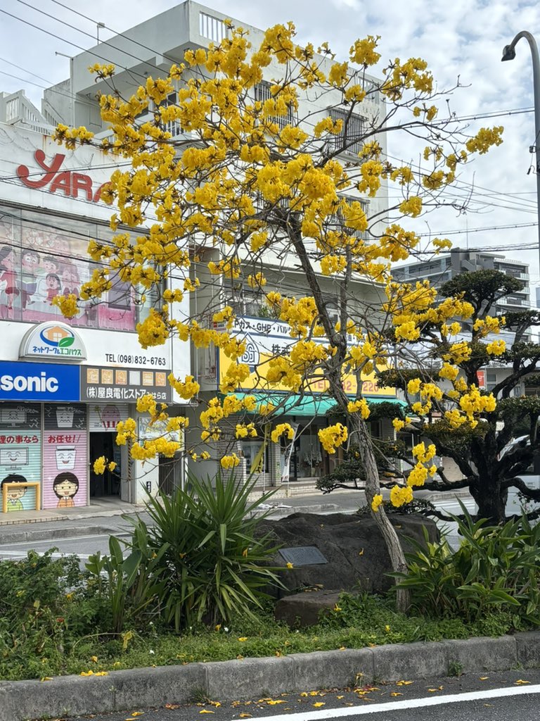 oksj021's tweet photo. 自分がスマホを新しくしたせいで連絡が取れなかった人がXで自分を見つけてくれ，また繋がった嬉しい☺️

鮮やかな黄色のイペーの花 https://t.co/cIQvW5qcuF