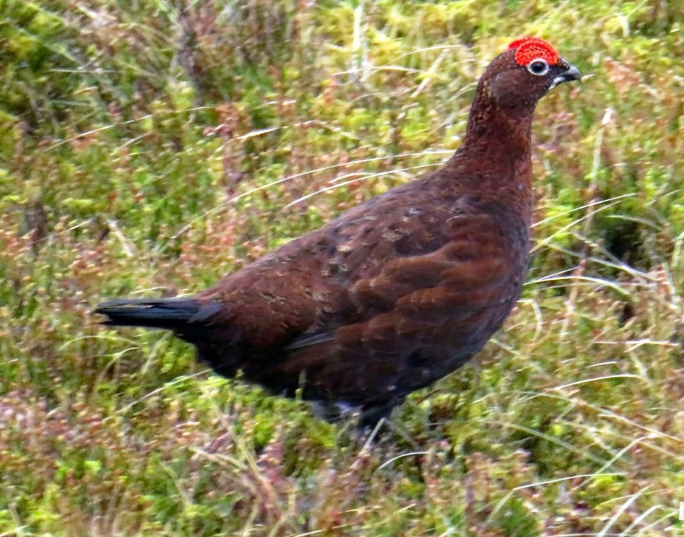 Steve Tandy tweet media