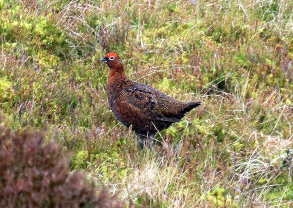 Steve Tandy tweet media