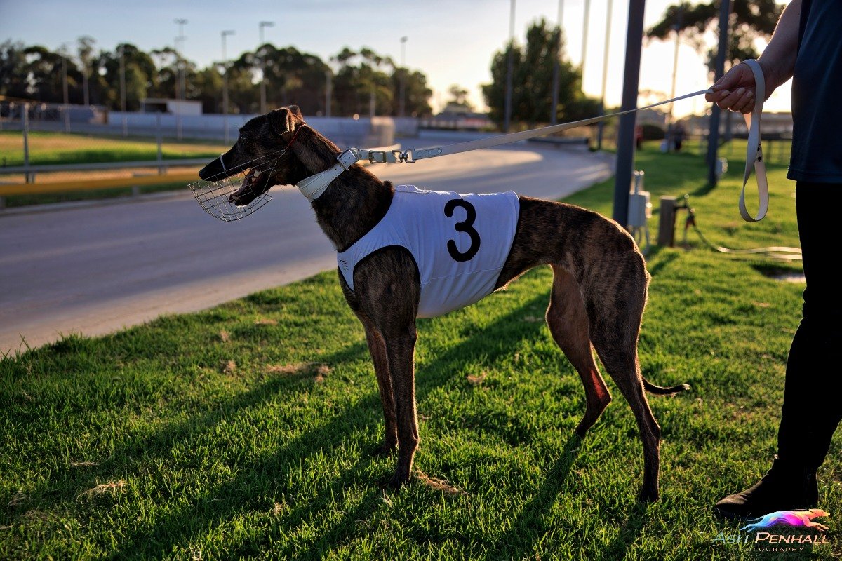 SA Greyhound Tips tweet media