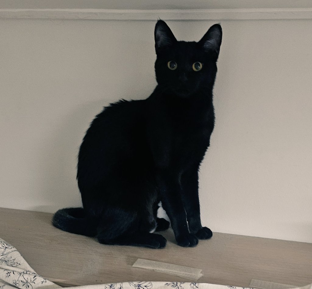 가족 찾는 💖토토💖 입양 홍보계 tweet media