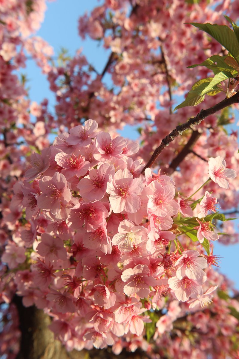 Cherry blossoms 😙 

#FlowerPhotography #CherryBlossoms #Sakura