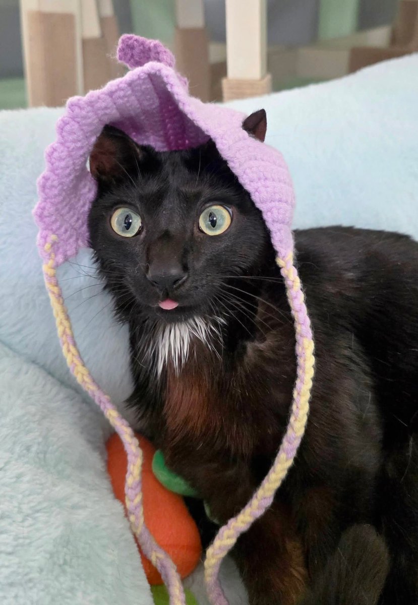 mariaart55's tweet image. Elvis says it’s okay if your hat doesn’t fit
Wear it anyway
Confidence looks good on everyone

New here? Elvis's hats help steady his head wobbles from Cerebellar Hypoplasia. He's free to pull them off and he never wears them unattended 

#cat #hat #cerebellarhypoplasia