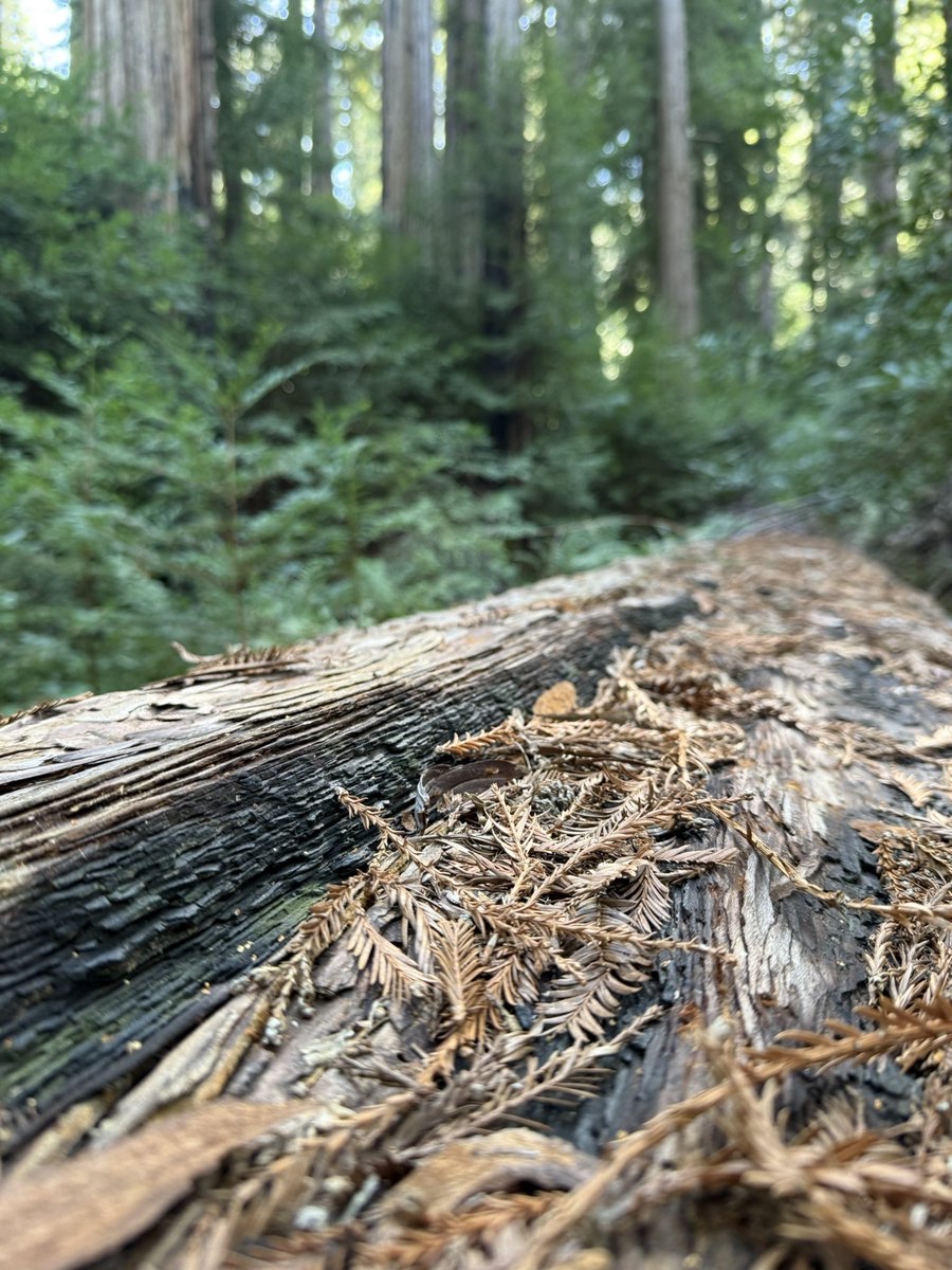 AdaptationsX tweet media