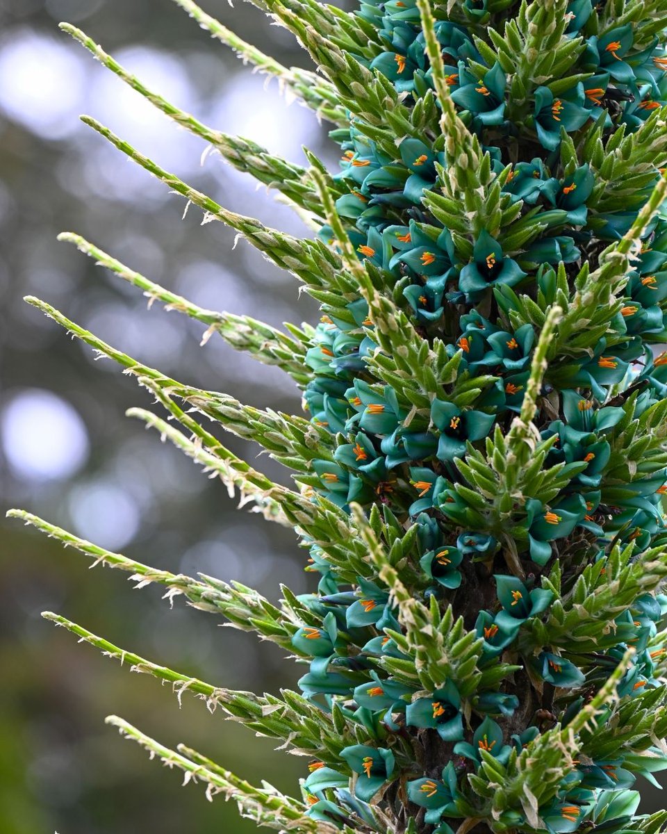 San Francisco Botanical Garden tweet media