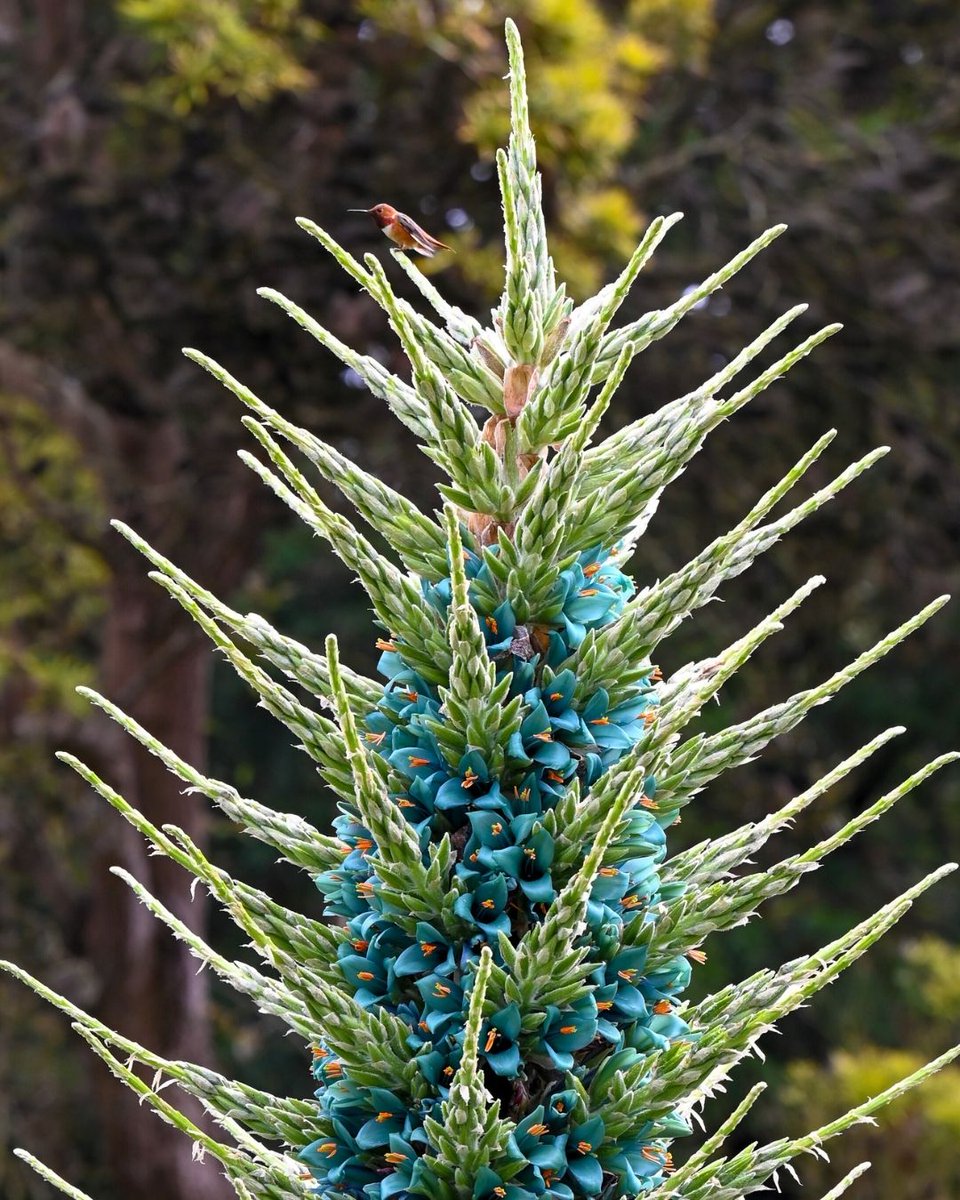 San Francisco Botanical Garden tweet media