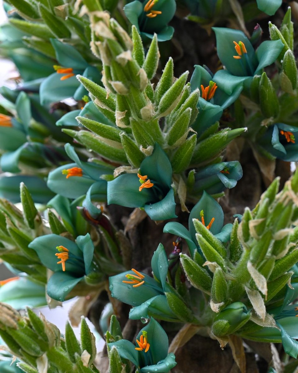 San Francisco Botanical Garden tweet media