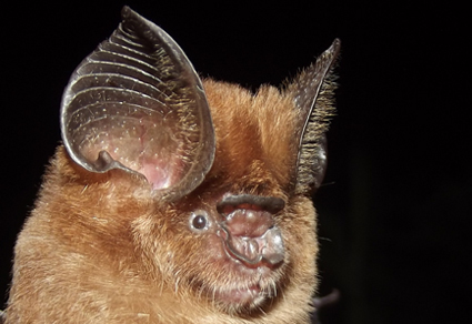 Zootaxa's tweet image. #Bats of the Vietnamese Mekong Delta: A revised #checklist with significant new records
#taxonomy
doi.org/10.11646/zoota…