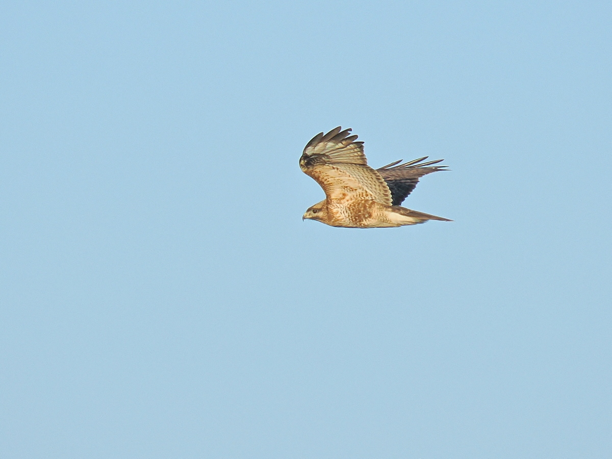 wb_wings's tweet photo. 鵟
#ノスリ
#CommonBuzzard
#野木町
2026/03/11 https://t.co/U2lYljSxxL