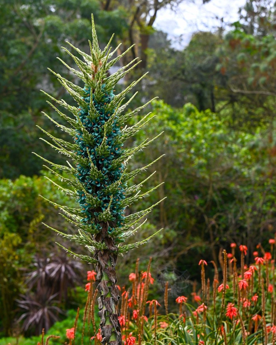 Gardens of Golden Gate Park tweet media