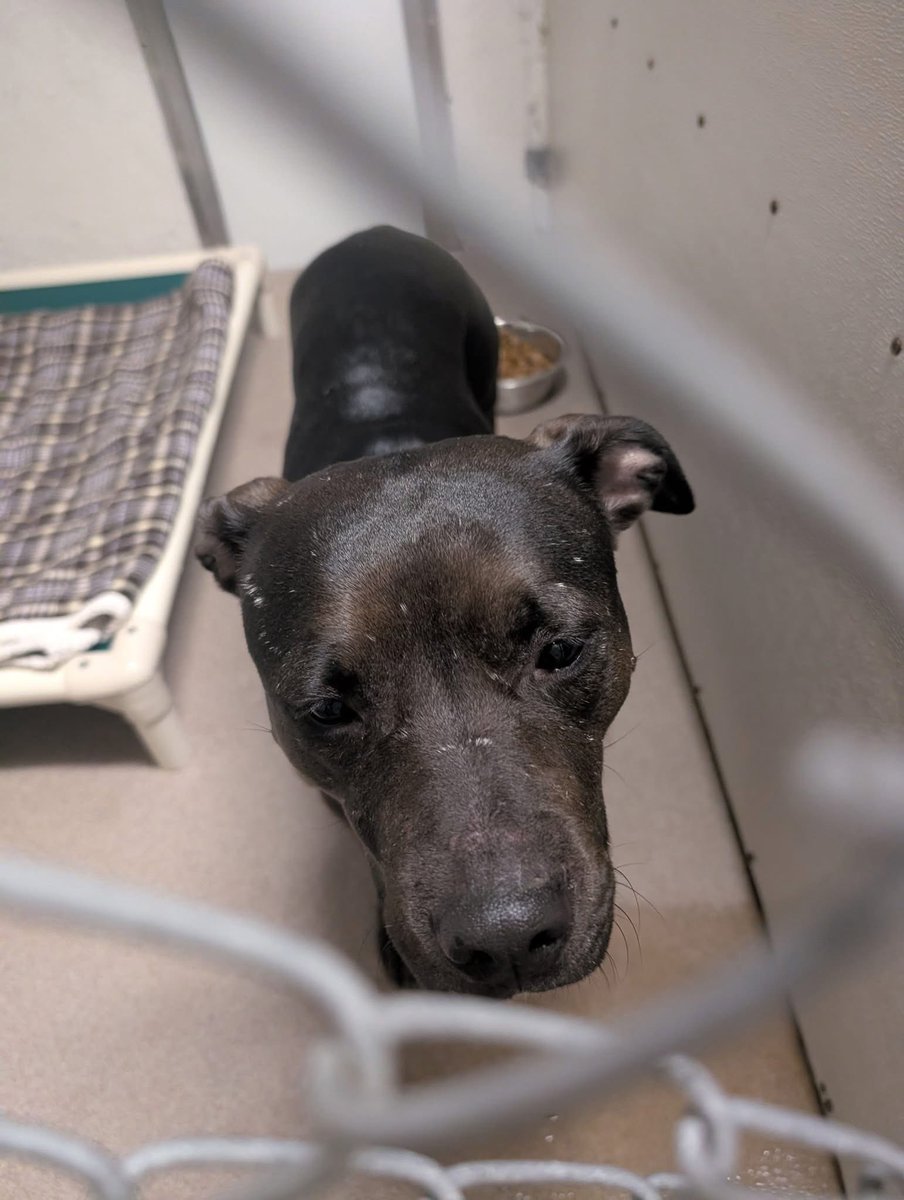 SPCA Tompkins County tweet media