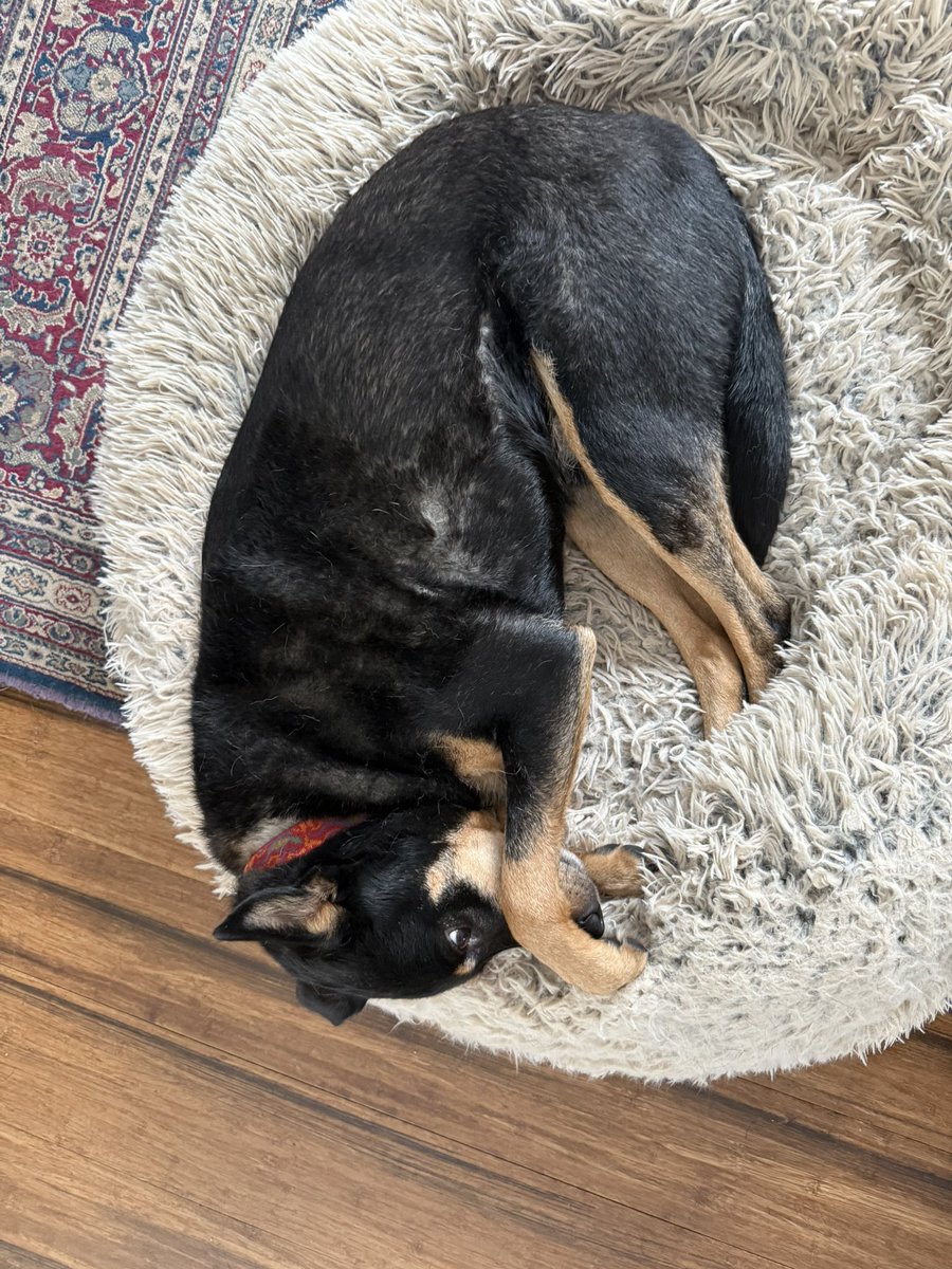 cuvellier_meg's tweet photo. #PostAFavPic4VioletMar26 (10) Did someone say #NationalNappingDay?!?!  We are PROS at this! (Mom too! 😂😂😂)

#StellaAndOdin #DogsOfTwitter #DogsOfX #Mutts #rescuedogsrock https://t.co/0hRVNjsYIh