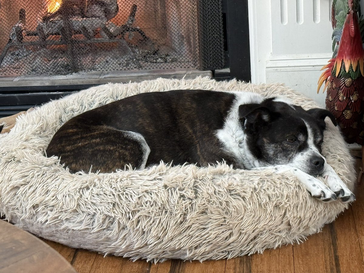 cuvellier_meg's tweet photo. #PostAFavPic4VioletMar26 (10) Did someone say #NationalNappingDay?!?!  We are PROS at this! (Mom too! 😂😂😂)

#StellaAndOdin #DogsOfTwitter #DogsOfX #Mutts #rescuedogsrock https://t.co/0hRVNjsYIh