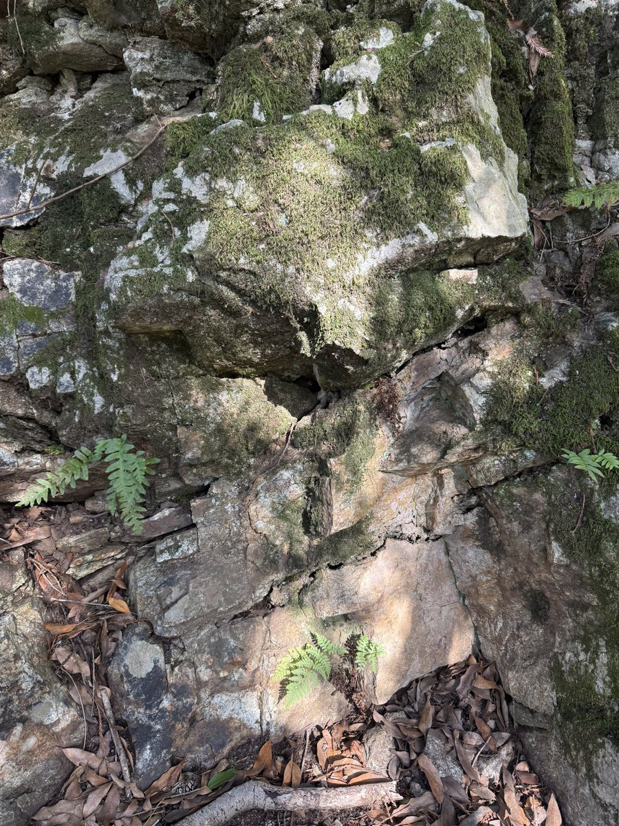 AdaptationsX tweet media