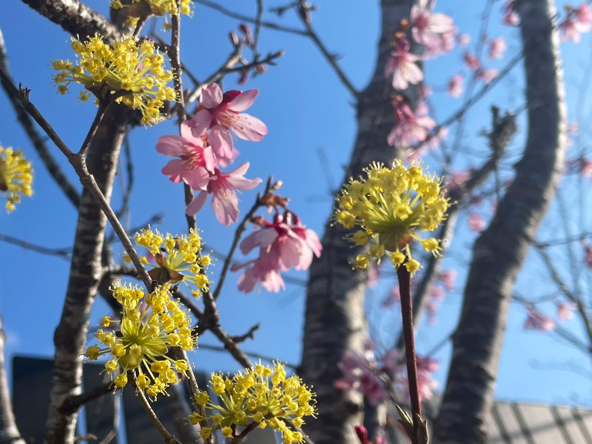 曽我めん🗻富士宮やきそば製麺所🏭 tweet media