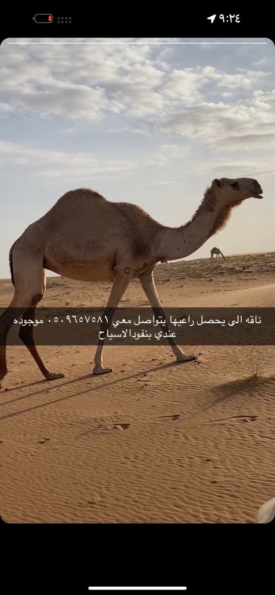 AAZaaa09's tweet photo. ذهيب
منهيله الناقه👇👇👇 https://t.co/y3qomtdQhg