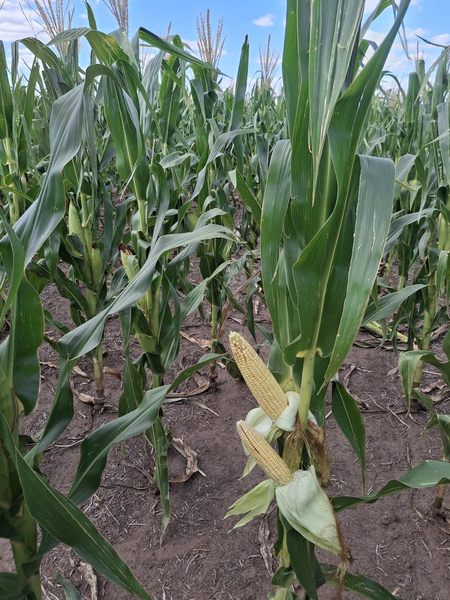 Matias Fik tweet media