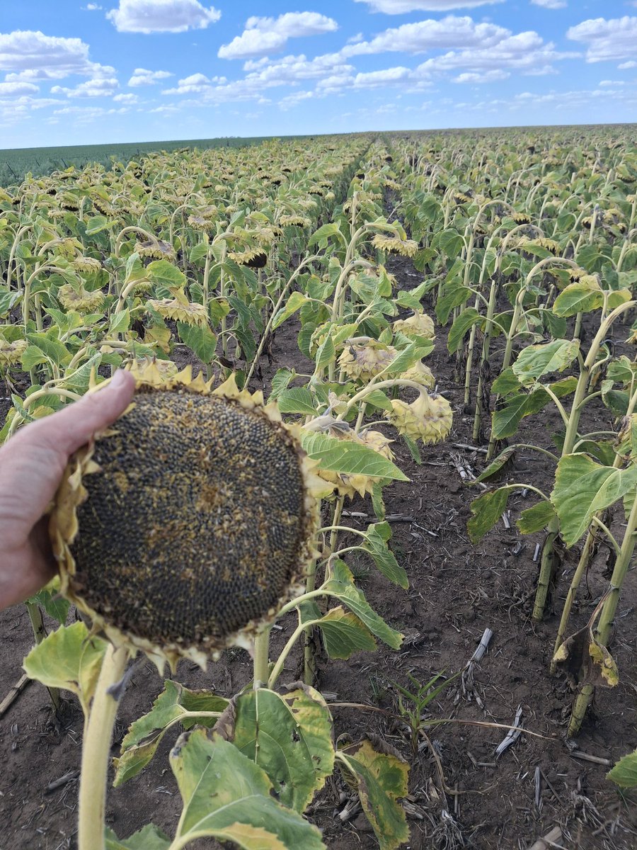 Matias Fik tweet media