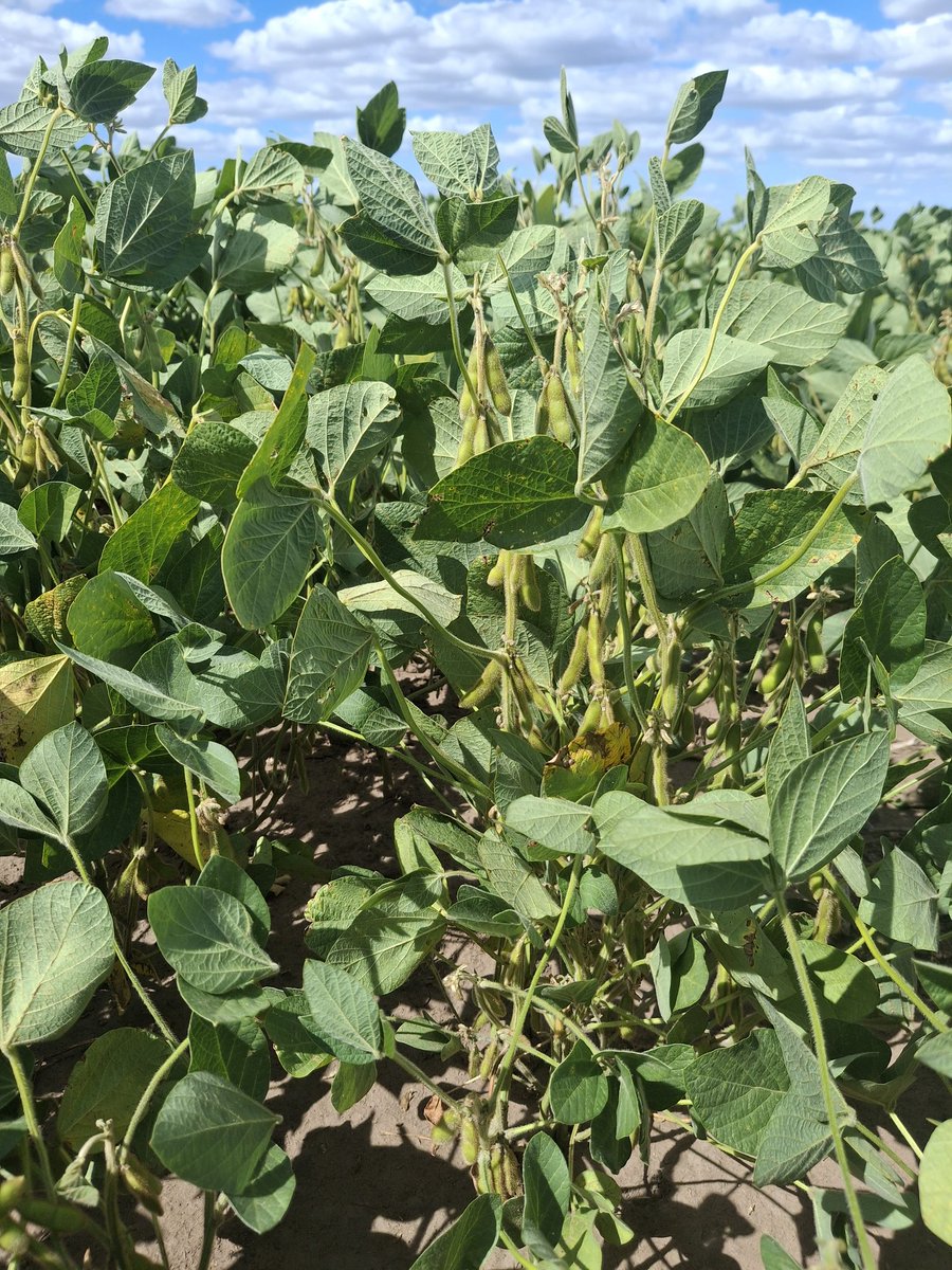 Matias Fik tweet media