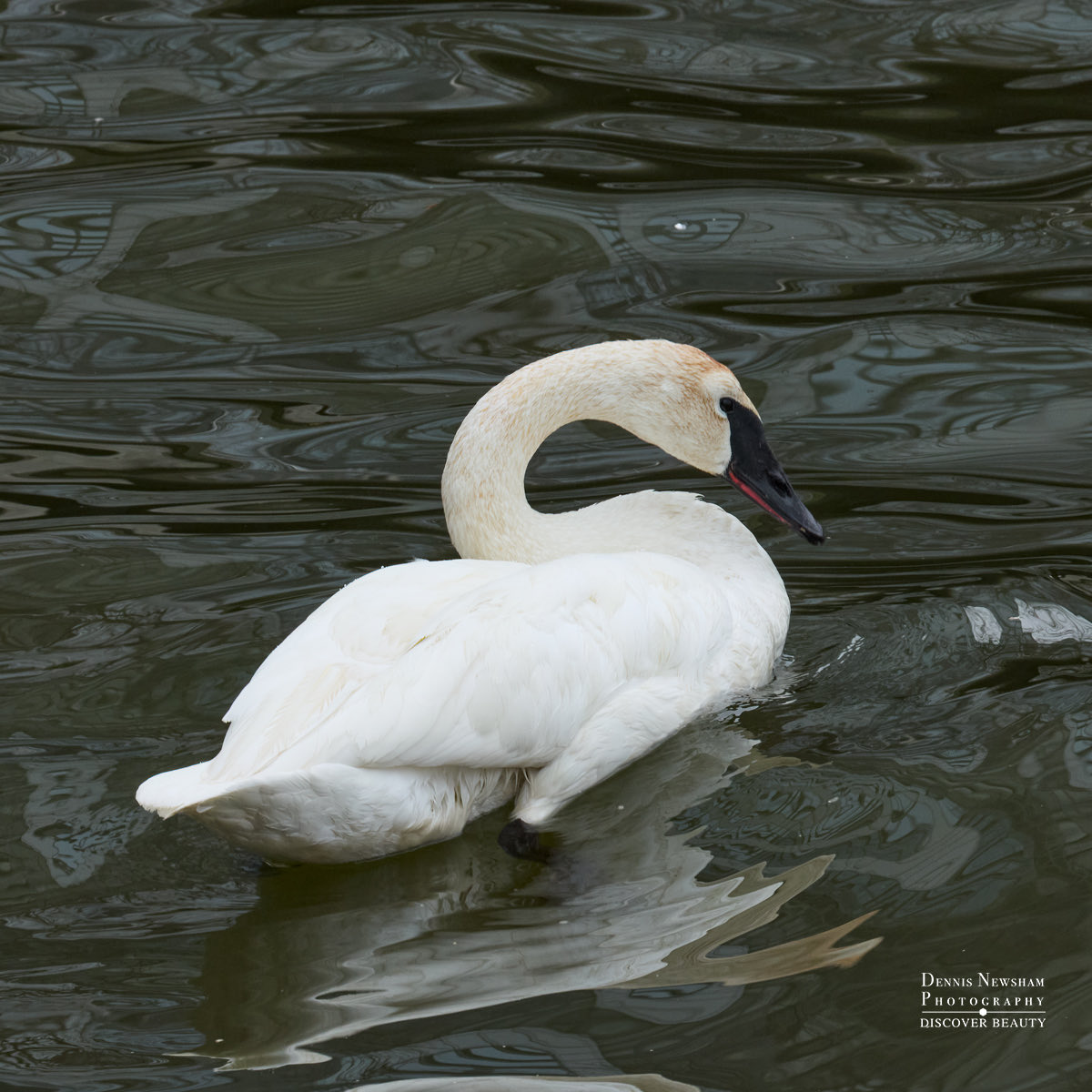 Dennis Newsham tweet media