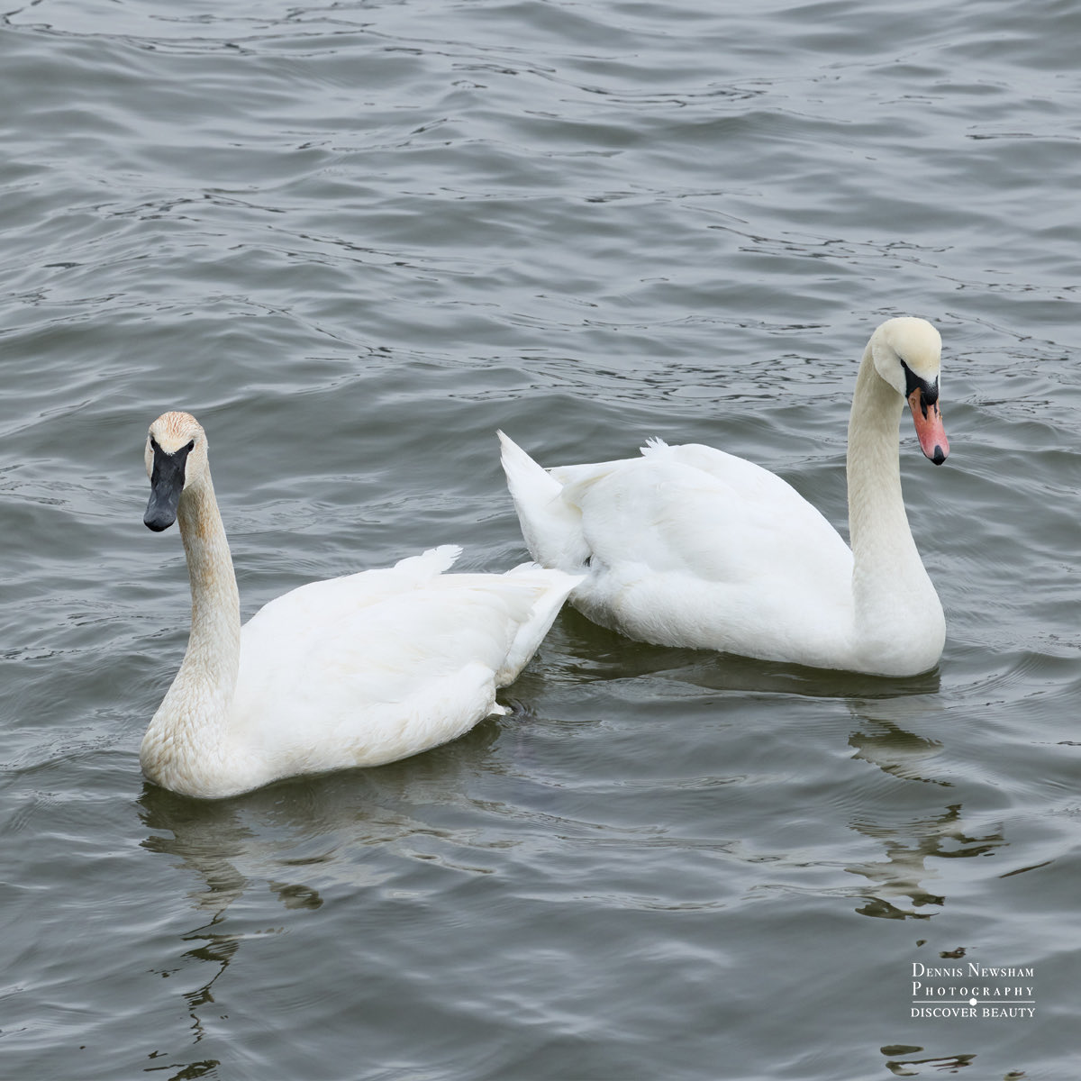 Dennis Newsham tweet media