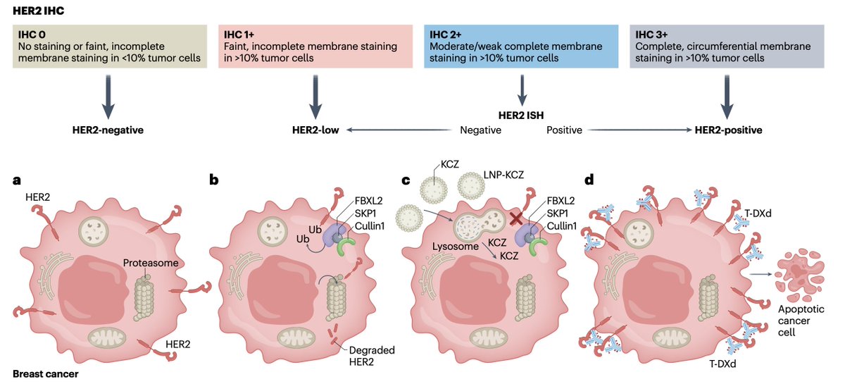 Sergio Cifuentes tweet media