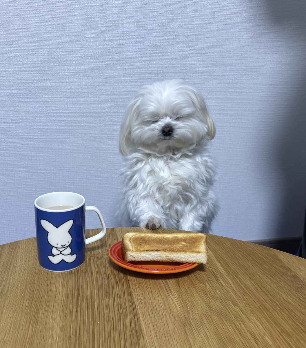社会のストレスに効く犬 (@ofu_ofu__) on Twitter photo 