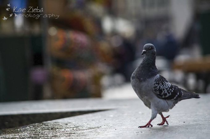 a_london_pigeon's tweet image. From a defunct account .. 
#Krakow #Poland 
#mainsquare #October2017