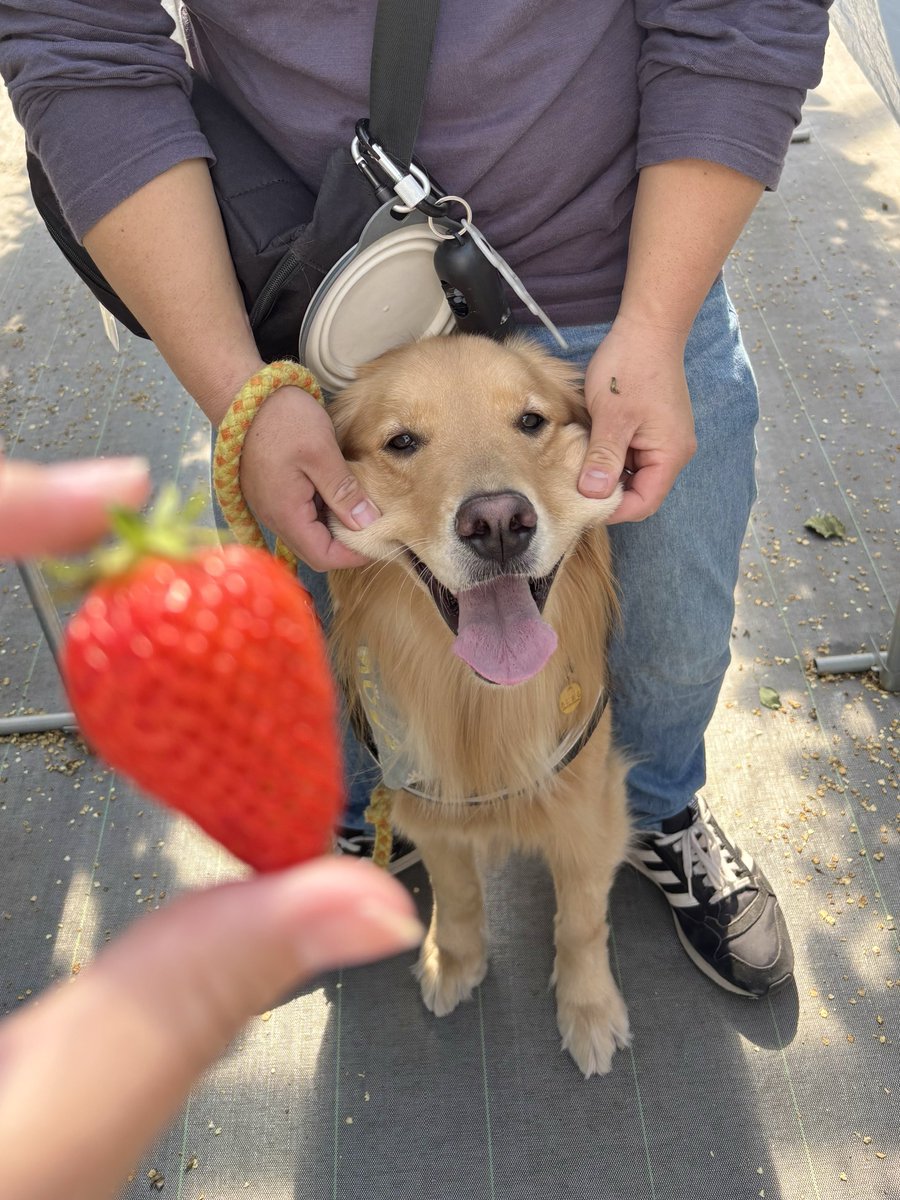 rrrn_spoon's tweet photo. いちご狩り！🍓 https://t.co/2aG4aIusy9