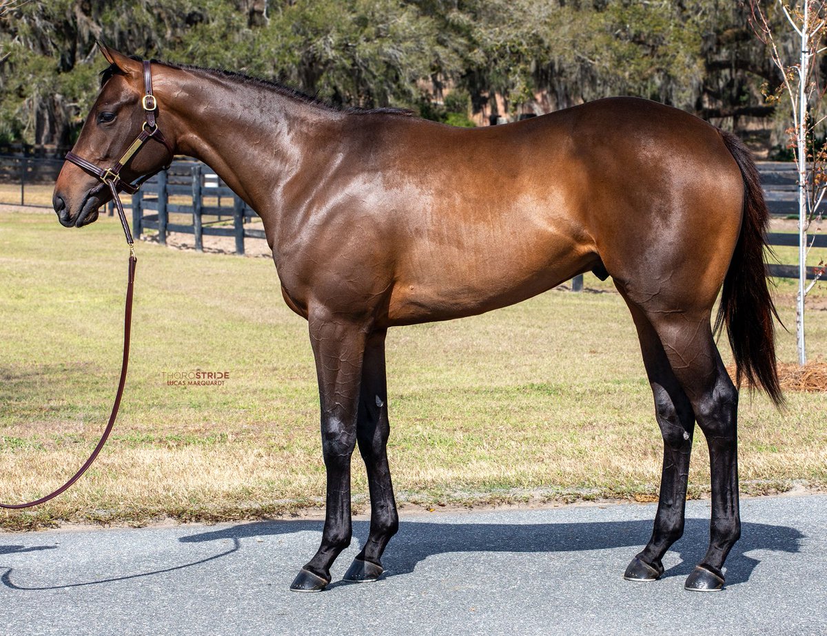 R. Brisset Thoroughbred Stable tweet media