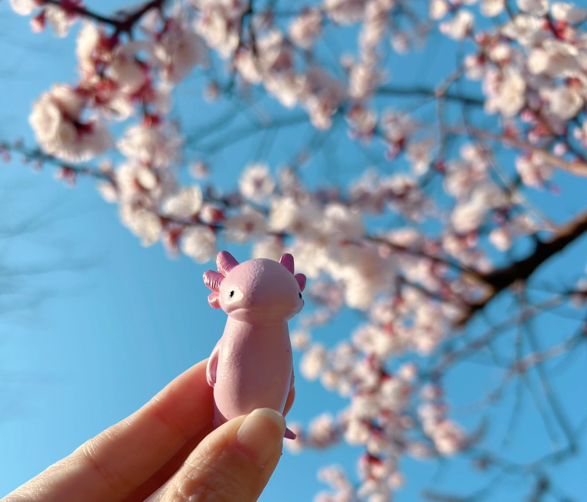 mapomumpm11's tweet photo. 桜が綺麗だったので🌸

まだまだ朝は寒いですね

そして眠い

みなさま今日もご無理なく〜

#まぽむ #まぽむちゃんねる https://t.co/jYoNTMpcoy