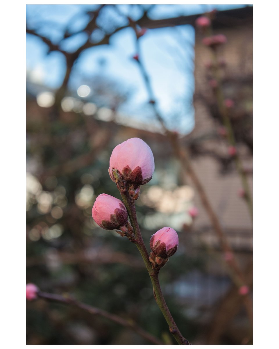 poteko5s's tweet photo. おはよございます。
今日も自宅でお仕事頑張るぞ。
camera:EOS R50V
lens:RF-S 14-30mm
#NamiDesignWorks https://t.co/7dhLAEm4nm