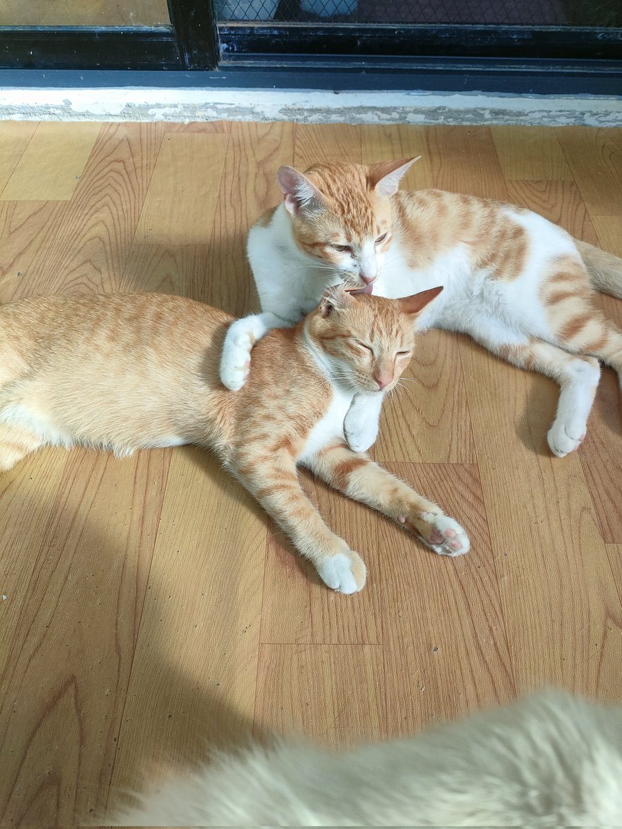 Gmeow :3

Sharing links below aw. 💖✨
🔗exchange.art/nairobi/nfts
🔗opensea.io/collection/was…
🔗ord-x.com/artist/Nairobi

Cat Bowl: 2S14RJvVmEZ8Y55T29rD3E5NrmF4jF8DjpozMvjMhiXH
ETH addy: wassiegirl.eth