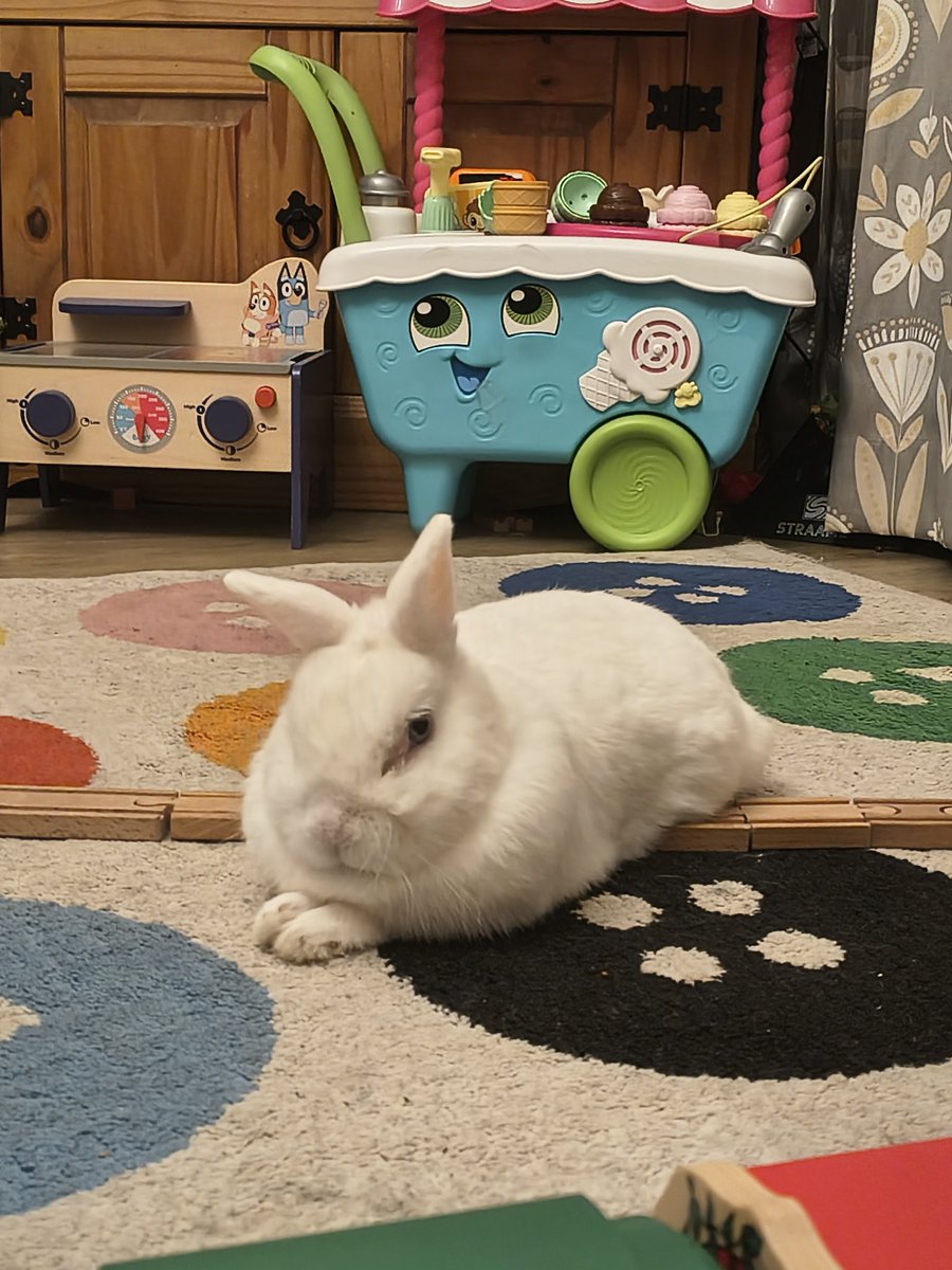 Neil The Rabbit tweet media