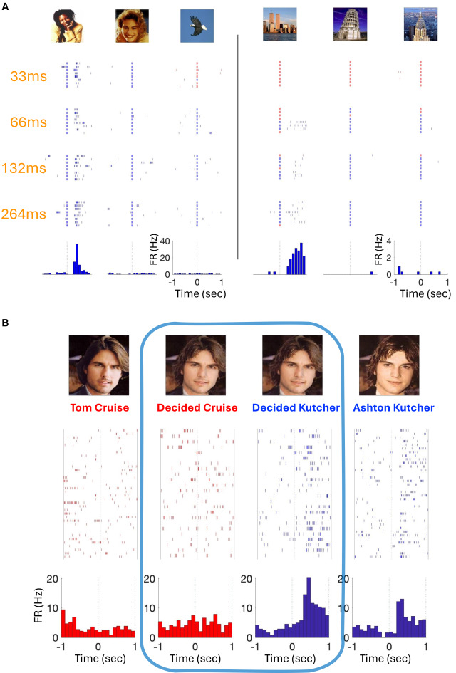 NeuroCellPress's tweet photo. Online now:  20 years of concept cells: From invariant responses to a unique coding of human memory https://t.co/K3lxhiFBo2 https://t.co/EmfFg3yoQA
