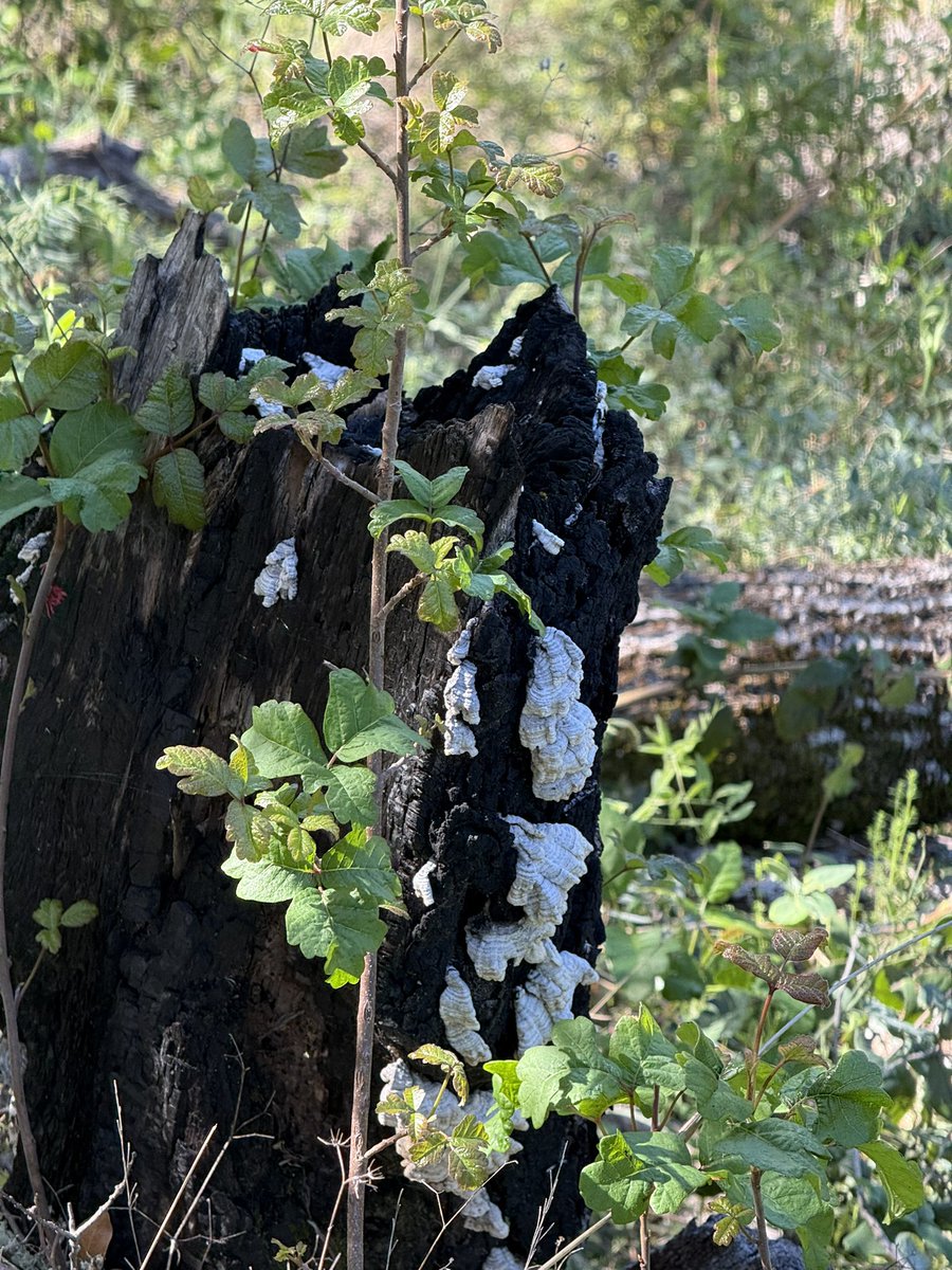 AdaptationsX tweet media