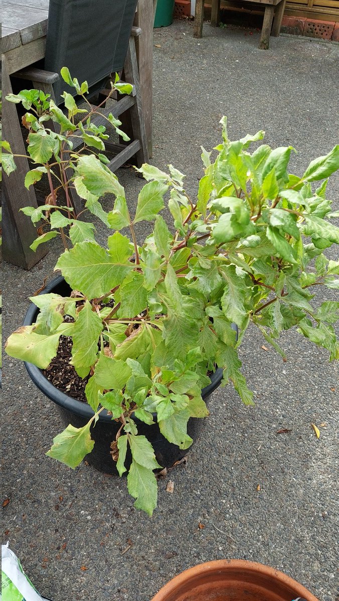 🌱newbrunette tweet media