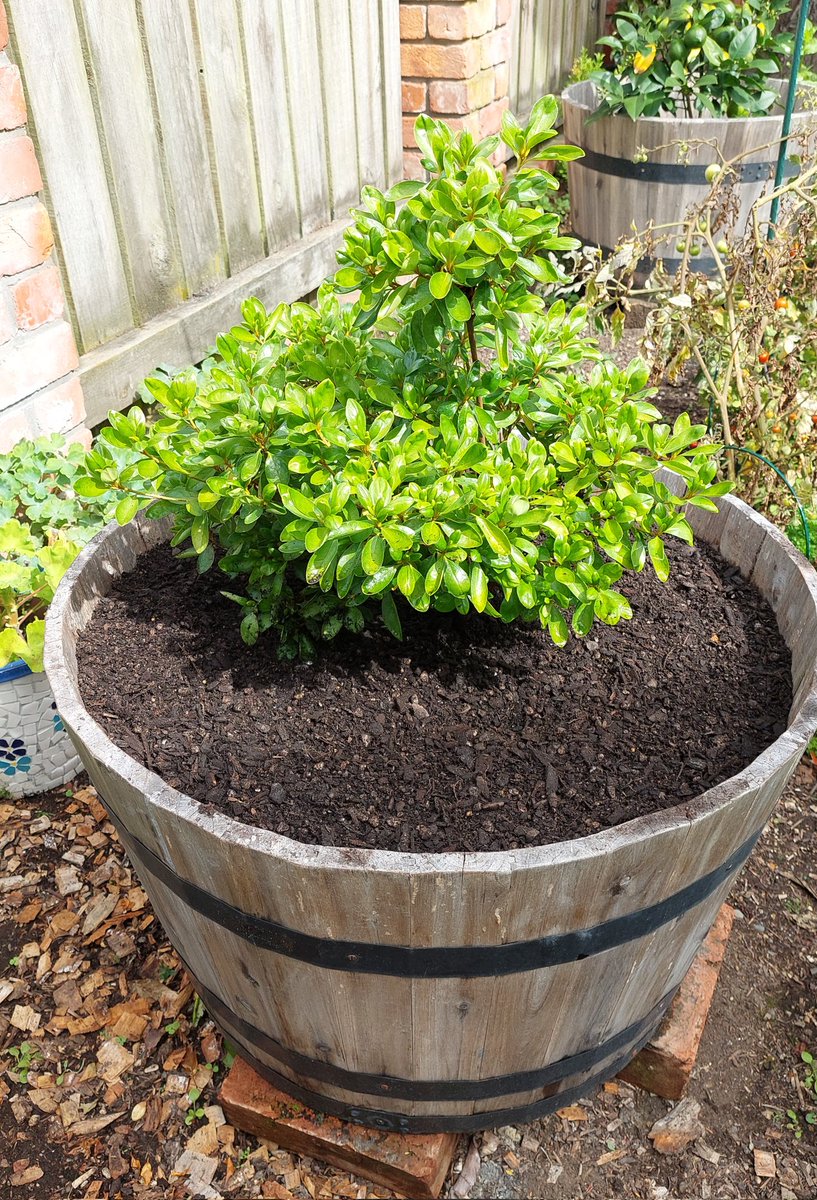 🌱newbrunette tweet media