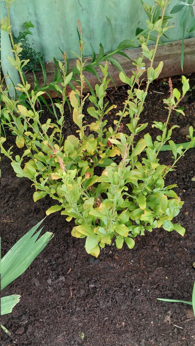 🌱newbrunette tweet media