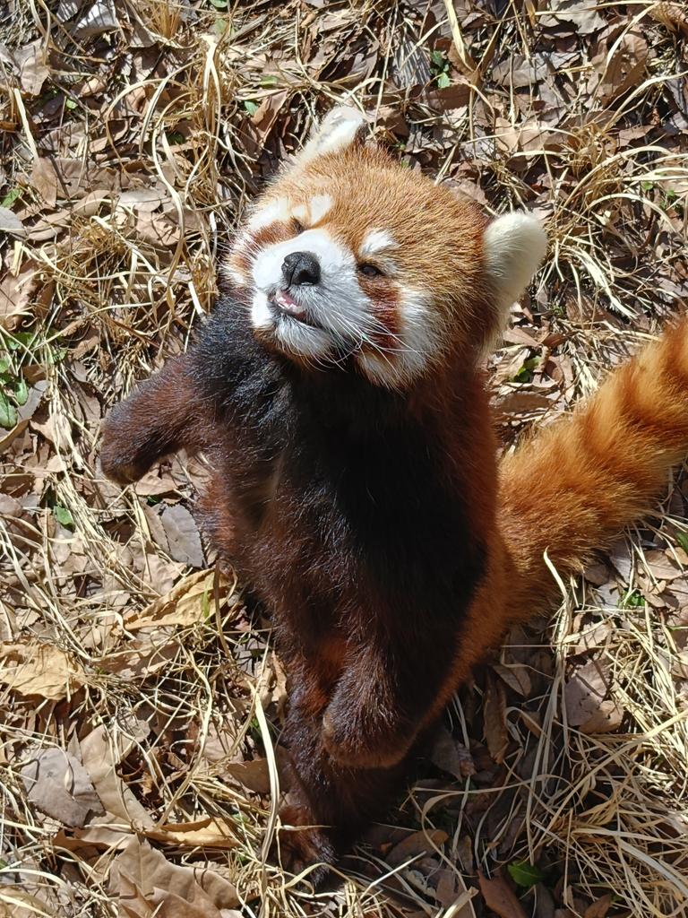 へんりっく。 tweet media