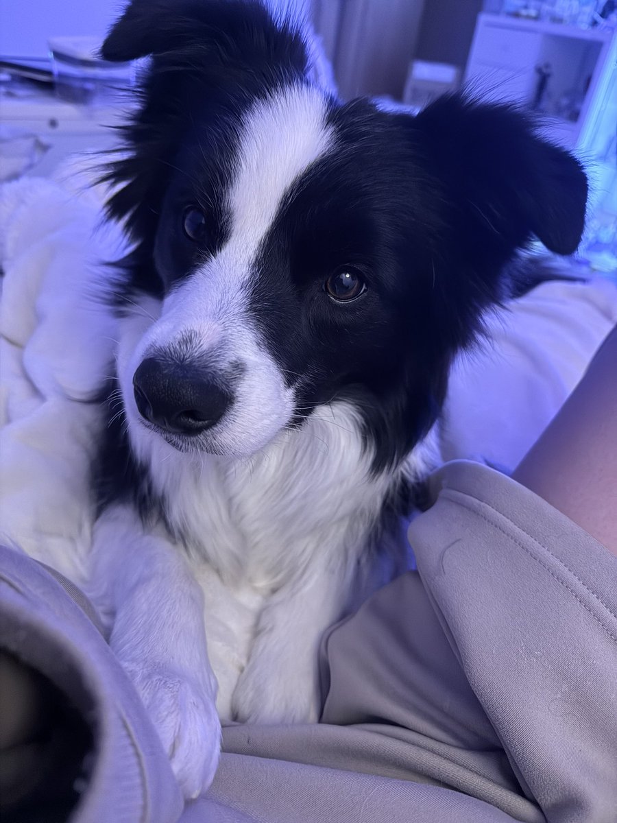 レティ🐼ボーダーコリー tweet media
