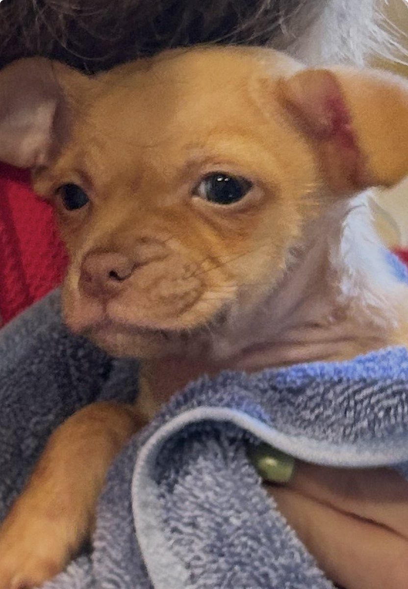 Gus had a bath today. This is how he felt about it…